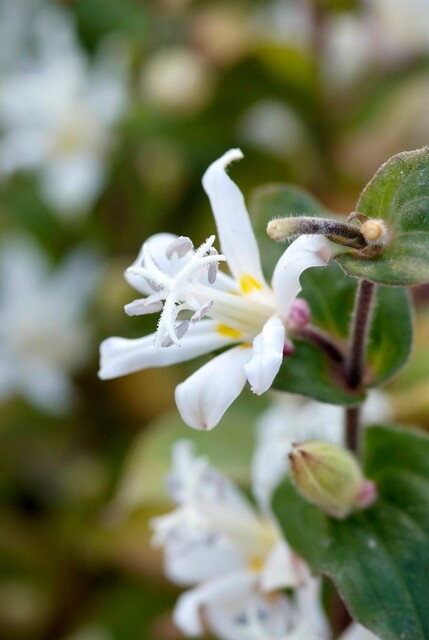 Tricyrtis hirta 'Alba' – Paddenlelie - Afbeelding 2