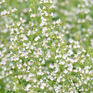 Calamintha nepeta subsp. nepeta – Bergsteentijm