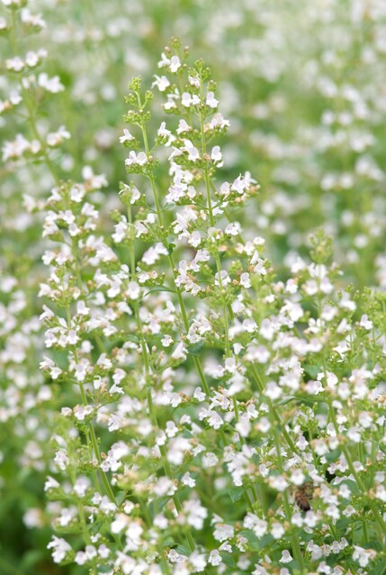 Calamintha nepeta subsp. nepeta – Bergsteentijm