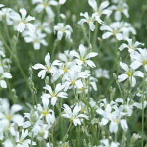 Cerastium tomentosum – Viltige hoornbloem