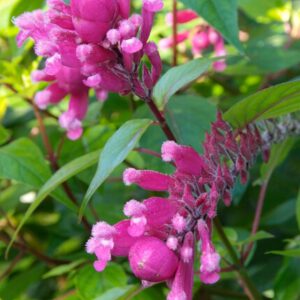 Chelone obliqua – Schildpadbloem