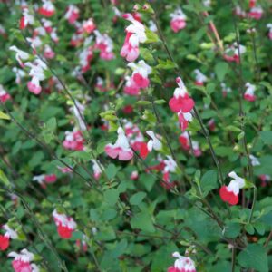 Salvia microphylla 'Hot Lips' – Salie