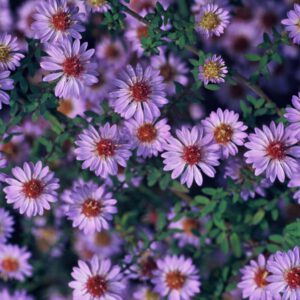 Aster ericoides 'Blue Star'