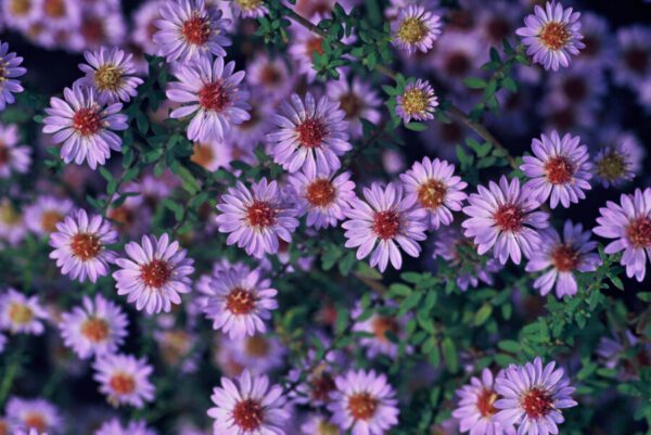 Aster ericoides 'Blue Star'