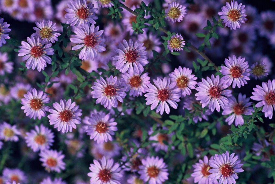 Aster ericoides 'Blue Star'