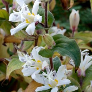 Tricyrtis hirta 'Alba' – Paddenlelie