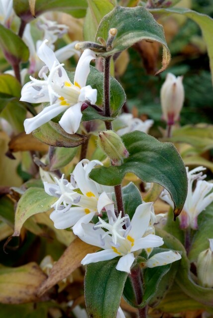 Tricyrtis hirta 'Alba' – Paddenlelie