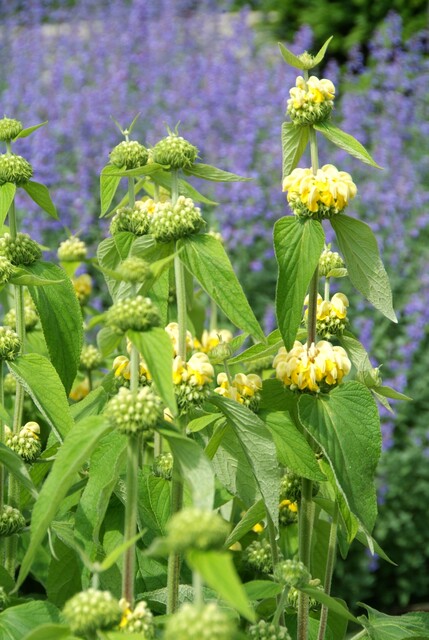 Phlomis russeliana – Brandkruid - Afbeelding 8