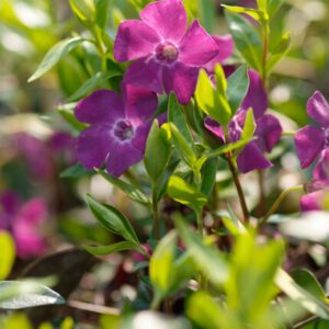 Vinca 'Atropurpurea' – Kleine Maagdenpalm