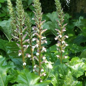 Acanthus mollis – Zeeberenklauw