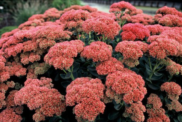 Sedum hybridum 'Herbstfreude' – Vetkruid - Afbeelding 2