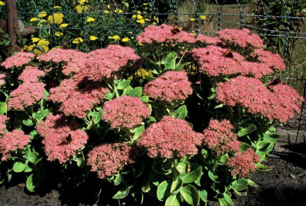 Sedum hybridum 'Herbstfreude' – Vetkruid - Afbeelding 3
