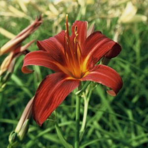 Hemerocallis Sammy Russel - Daglelie
