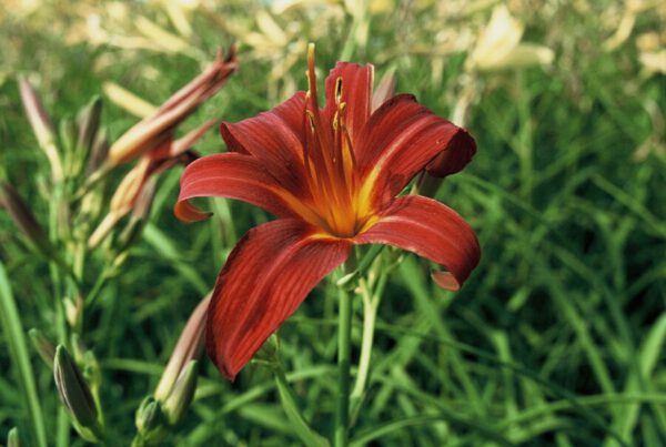 Hemerocallis Sammy Russel - Daglelie