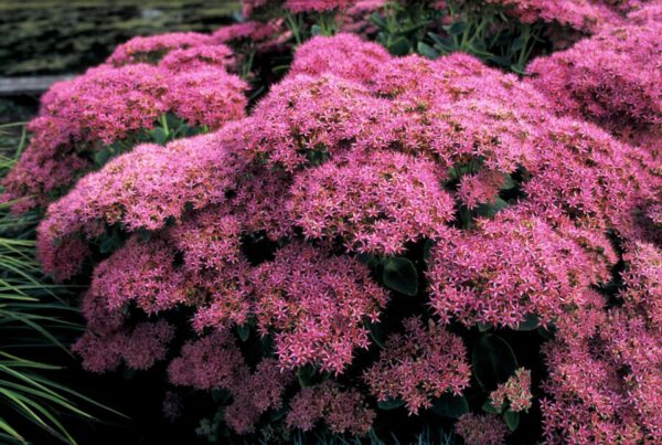 Sedum spectabile 'Brilliant' – Vetkruid - Afbeelding 2