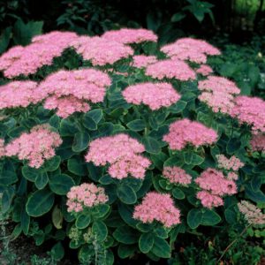 Sedum spectabile 'Brilliant' – Vetkruid