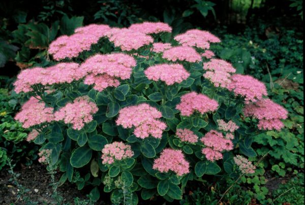Sedum spectabile 'Brilliant' – Vetkruid