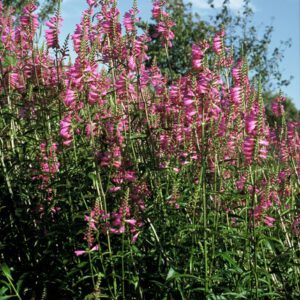 Physostegia virginiana Bouquet Rose – Scharnierbloem