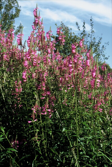 Physostegia virginiana Bouquet Rose – Scharnierbloem