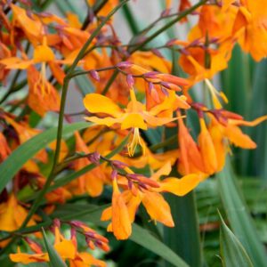 Crocosmia 'Emily McKenzie' – Montbretia