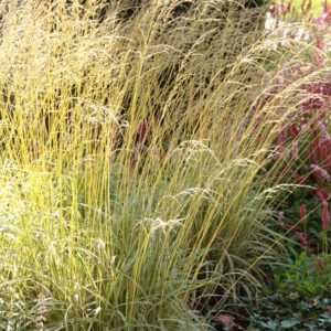 Molinia caerulea ‘Variegata’ – Pijpenstrootje