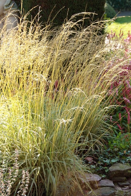 Molinia caerulea ‘Variegata’ – Pijpenstrootje