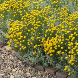 Santolina chamaecyparissus – Heiligenbloem