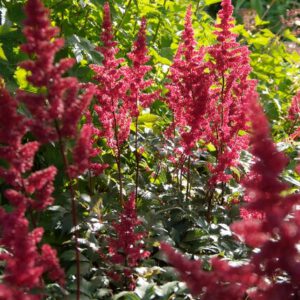 Astilbe arendsii 'Fanal' – Pluimspirea