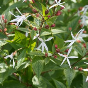 Gillenia trifoliata – Vingerhelmbloem