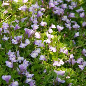 Mazus reptans – Mazus