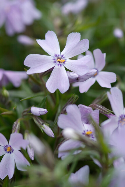 Phlox subulata McDan. Cushion Blue – Vlambloem - Afbeelding 2