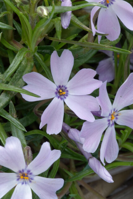 Phlox subulata McDan. Cushion Blue – Vlambloem - Afbeelding 3