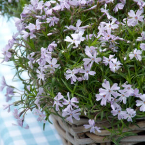 Phlox subulata McDan. Cushion Blue – Vlambloem