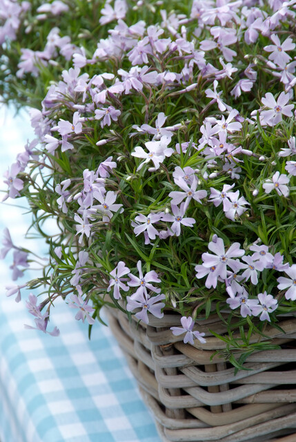 Phlox subulata McDan. Cushion Blue – Vlambloem