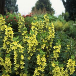 Lysimachia punctata – Puntwederik