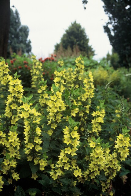 Lysimachia punctata – Puntwederik