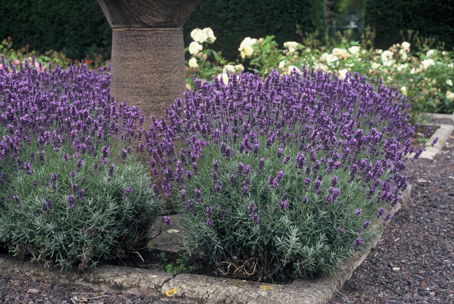 Lavandula angustifolia 'Hidcote' - Lavendel - Afbeelding 3