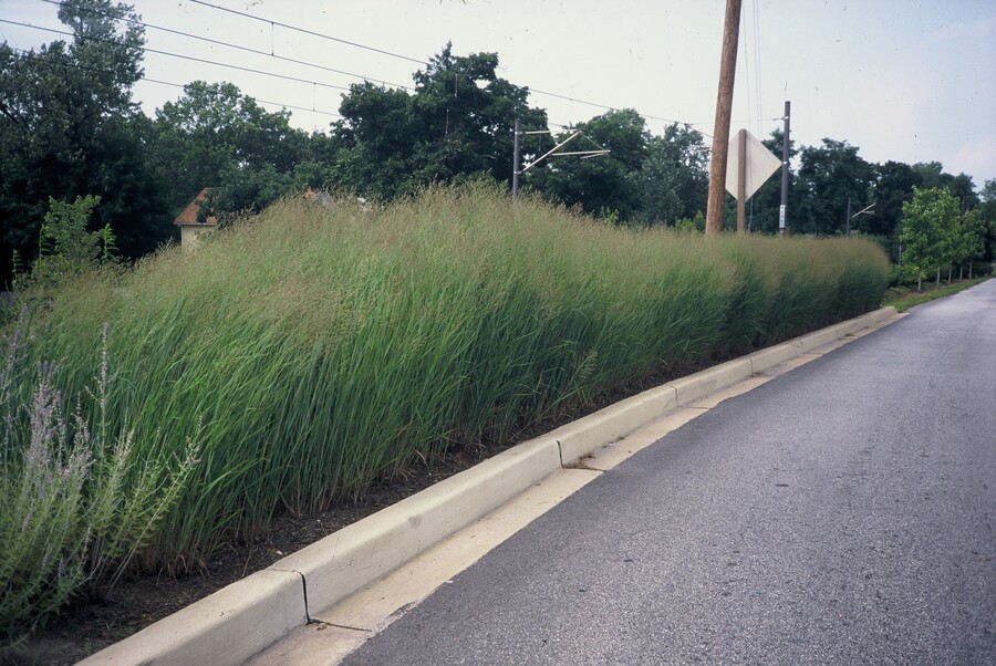 Panicum virgatum ‘Heavy Metal’ – Vingergras - Afbeelding 2