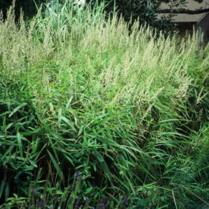 Spodiopogon sibiricus - Siberisch gras