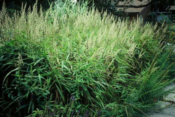 Spodiopogon sibiricus - Siberisch gras