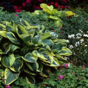 Hosta Wide Brim - Hartlelie