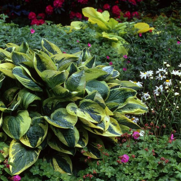 Hosta Wide Brim - Hartlelie