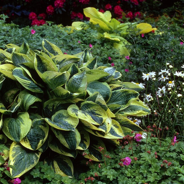 Hosta Wide Brim - Hartlelie