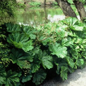 Darmera peltata – Schildblad