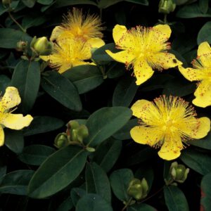 Hypericum Calycinum - Hertshooi