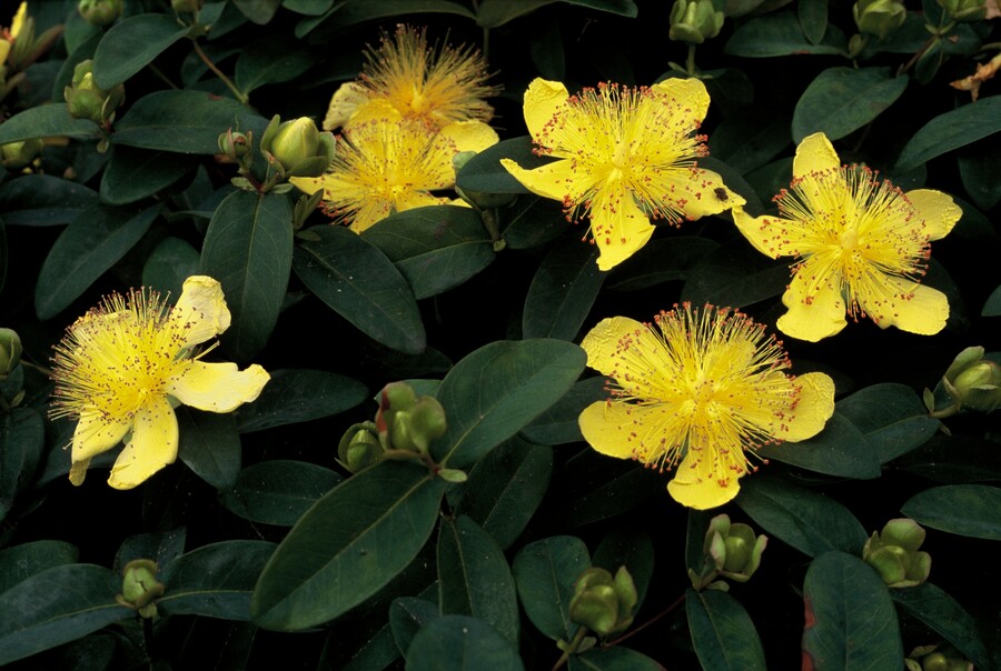 Hypericum Calycinum - Hertshooi