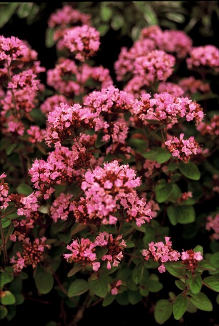 Origanum ‘Rosenkuppel’ – Marjolein - Afbeelding 2
