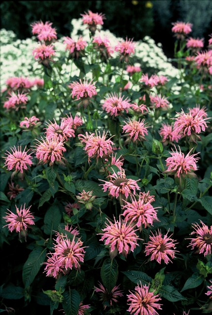 Monarda ‘Croftway Pink’ – Bergamotplant - Afbeelding 3