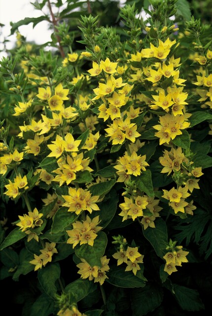 Lysimachia punctata – Puntwederik - Afbeelding 3