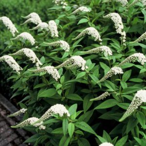 Lysimachia clethroides – Wederik